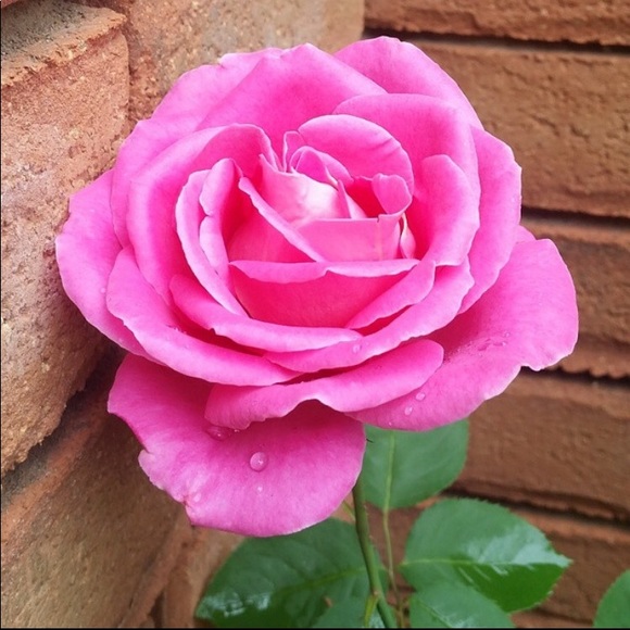 Meet your Posher, Rose - Picture 1 of 1